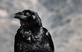 Animals, Bird, Beak, Raven HD wallpaper