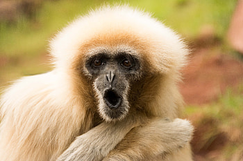Animals, Muzzle, Monkey, Emotions, Marmoset HD wallpaper