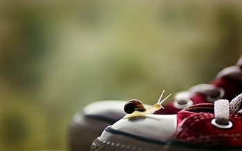 Just a visit, white, shoes, sneakers, green, red, cute, funny, snail HD wallpaper
