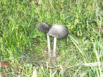 mushrooms, shrooms, nature, fungus HD wallpaper