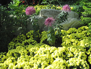 Yellow flowers at the garden in Edmonton , pink, graphy, yellow, garden, nature, flowers, rocks HD wallpaper