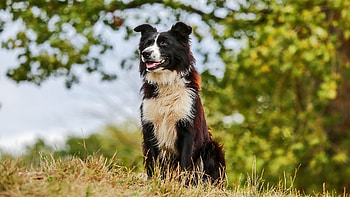 dog , Stunning canine visuals, Collie , Dog lover's delight HD wallpaper