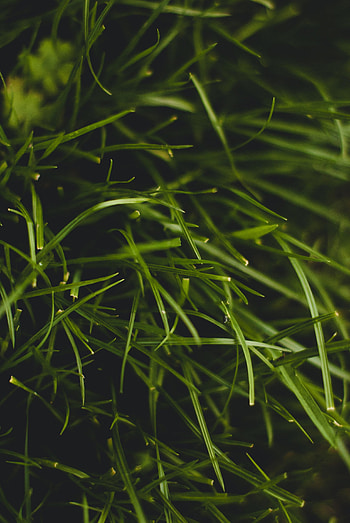Grass, Plant, Macro HD phone wallpaper