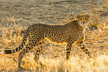 Ethical cheetah tours, Unique experience, Conservation-minded travel, Close encounter HD wallpaper