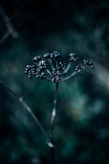 Berries, Plant, Macro, Dark, Blur, Smooth, Branch HD phone wallpaper