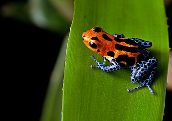 Poison Dart Frog, Animal, Frogs HD wallpaper