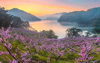 Mountain Lake, orchard, pink, blossoms, spring, mountains, lake HD wallpaper