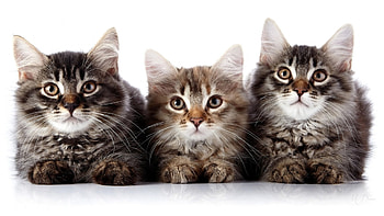 Three Tabbies, sweet, kitties, pets, cats, feline, friends, kittens, trio HD wallpaper
