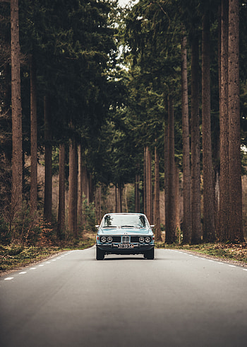 Auto, Trees, Cars, Road, Front View HD phone wallpaper