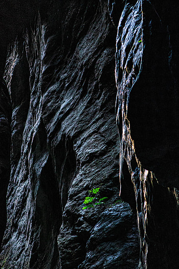 Nature, Stones, Rocks, Plant, Stone HD phone wallpaper