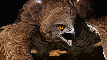 Animals, Feather, Bird, Aggression, Predator, Eagle, Wave, Scream, Cry, Sweep HD wallpaper