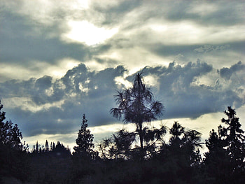 overcast day, clouds, trees, daylight, sky HD wallpaper