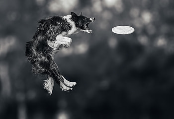 Frisbee HD wallpaper
