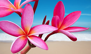 Beachside flowers, Sea breeze, Pink plumerias, Floral HD wallpaper