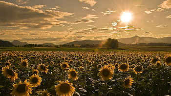 Landscape, Fields, Sunflowers HD wallpaper