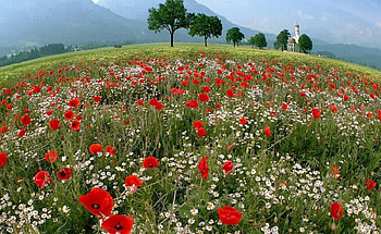 Wild Flowers, beautiful, flowers, wild HD wallpaper