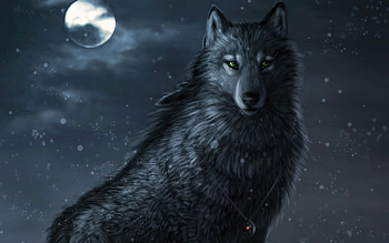 Black wolf portrait, Majestic creature, Fierce gaze, Untamed beauty HD wallpaper