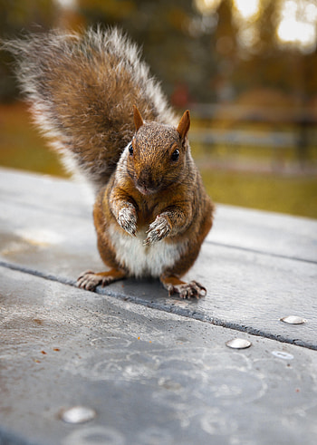 Funny, Animals, Squirrel, Nice, Sweetheart, Rodent HD phone wallpaper
