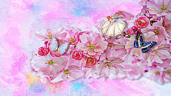 Flower Butterfly, pink, white, butterfly, flower, flora HD wallpaper