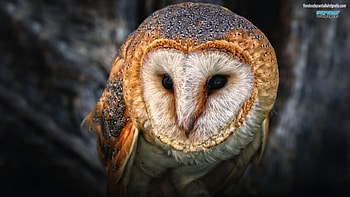 australian masked owl, australian, masked, bird, owl HD wallpaper