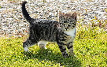 Kitten, animal, grass, cat HD wallpaper