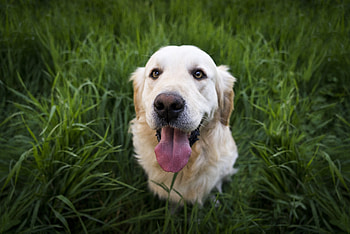Animals, Dog, Muzzle, Golden Retriever HD wallpaper