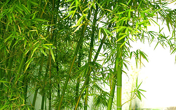 Green bamboo , Nature's beauty, Captivating landscape, Better HD wallpaper