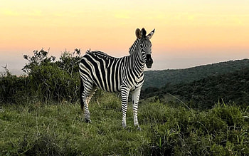 Zebra in Safari, stripes, animal, Africa, zebra HD wallpaper