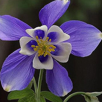 Lovely Flower, purple, amazing, one, flower HD wallpaper