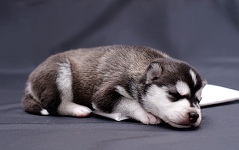 Animals, To Lie Down, Lie, Puppy, Husky, Haska HD wallpaper