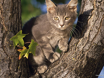 Perched Gray Domestic Shorthair., gray, domestic HD wallpaper