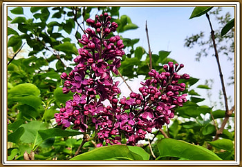 PRETTY LILACS, PRETTY, NATURE, LILACS HD wallpaper