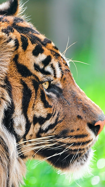 Tiger , Animal, Background, wild life HD phone wallpaper