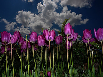 short lives, lives, short, tulips HD wallpaper