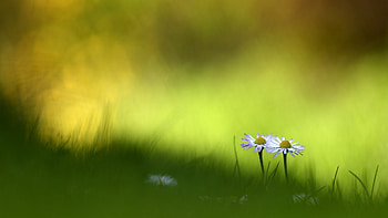 Two, meadow, nature, field, daisies HD wallpaper