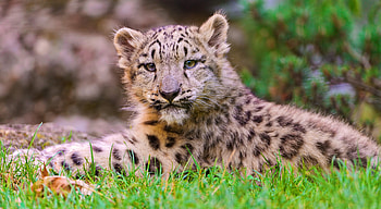 Animals, Grass, Snow Leopard, Young, To Lie Down, Lie, Joey HD wallpaper