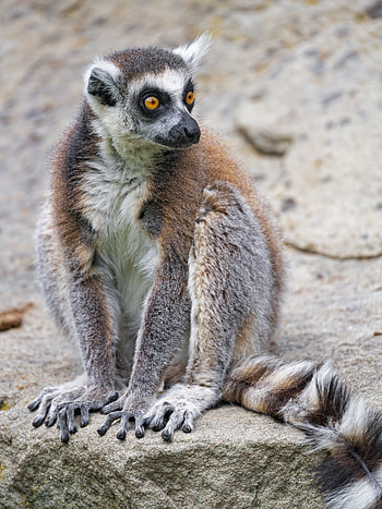 Animals, Fluffy, Sight, Opinion, Animal, Lemur HD phone wallpaper