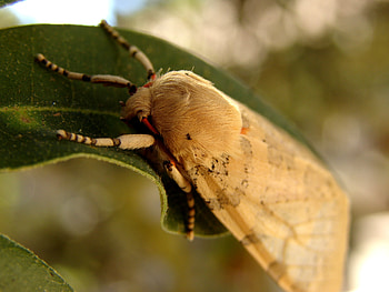 Moth , Animal butterfly, Closeup, Jooinn HD wallpaper