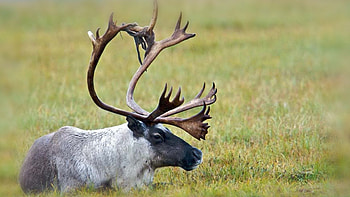 Caribou recovery, Wildlife conservation, Quarterly update, Preservation efforts HD wallpaper