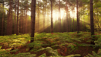 Sunbeams, Lens Flare HD wallpaper