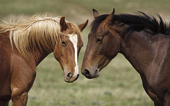 Animals in Love, horses, love, animals HD wallpaper