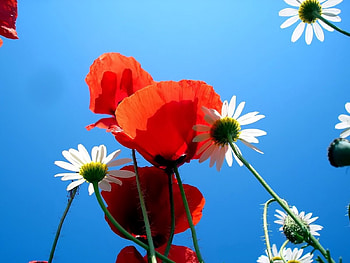 Nature, Flowers, Sky, Poppies, Camomile HD wallpaper