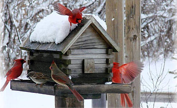 winter scene, birds, snow, nature, beauty, graphy winter HD wallpaper