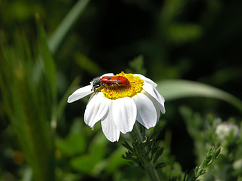 Camomile, Macro, Close-Up, Insect, Chamomile HD wallpaper