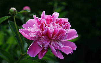 Plants, Flowers HD wallpaper