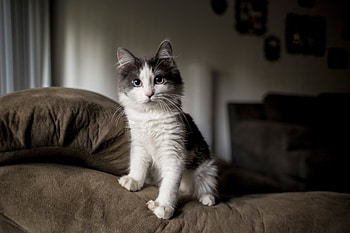 Animals, Fluffy, Kitty, Kitten, Spotty, Spotted, Sofa HD wallpaper