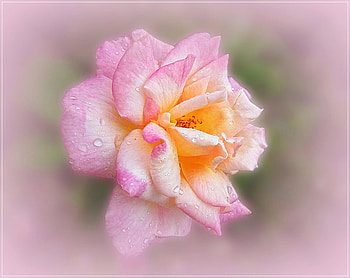 pink simphony, rose, pink, nature, flowers, simphony HD wallpaper