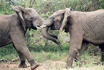 Animals, Elephants, Couple, Pair, Fight, Trunk, Struggle HD wallpaper