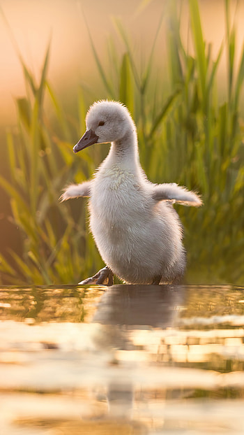 Baby Swan, Xperia , visuals, clarity HD phone wallpaper
