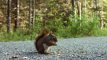 Peanuts (Food), Squirrel's snack, Ground activity, Wildlife footage HD wallpaper